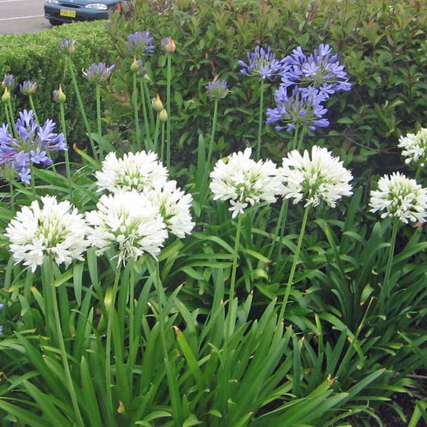 Flower Seeds - JC Nursery