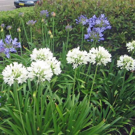 Flower Seeds - JC Nursery