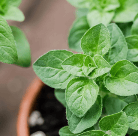 Herb Seeds - JC Nursery