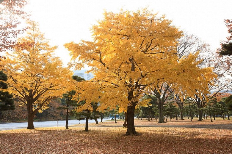 Tree Seeds - JC Nursery