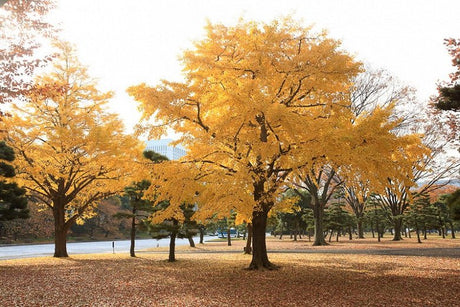 Tree Seeds - JC Nursery