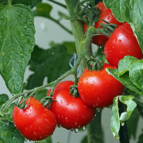 Vegetable Seeds - JC Nursery