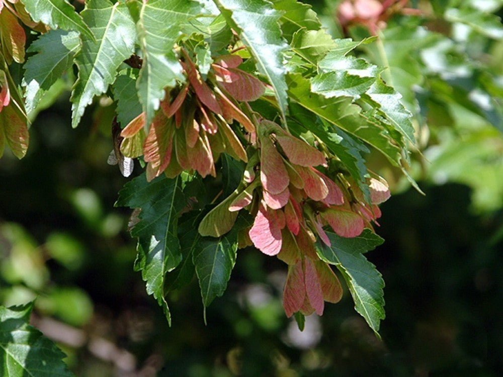 10 Amur Maple (Acer ginnala) Seeds - JC Nursery