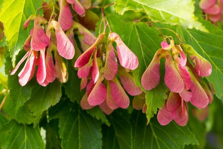 10 Amur Maple (Acer ginnala) Seeds - JC Nursery