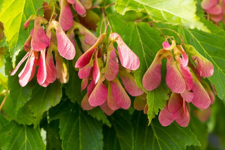 10 Amur Maple (Acer ginnala) Seeds - JC Nursery