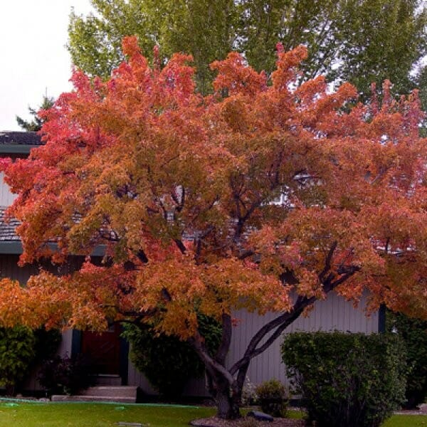 10 Amur Maple (Acer ginnala) Seeds - JC Nursery