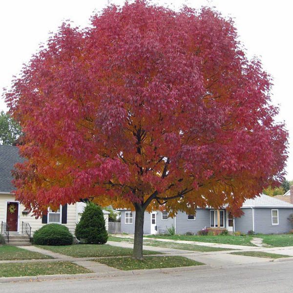 10 Amur Maple (Acer ginnala) Seeds - JC Nursery