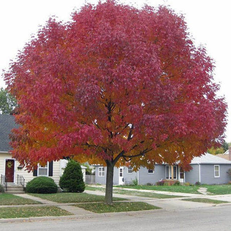 10 Amur Maple (Acer ginnala) Seeds - JC Nursery