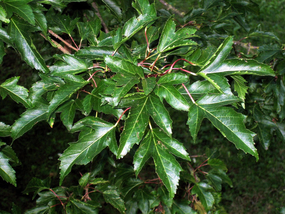 10 Amur Maple (Acer ginnala) Seeds - JC Nursery