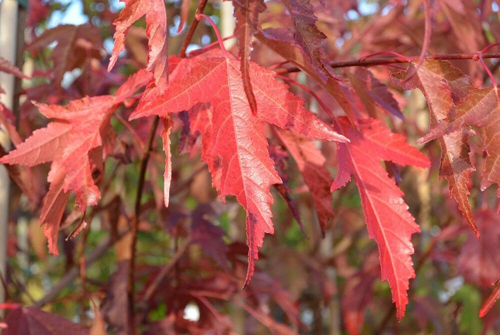 10 Amur Maple (Acer ginnala) Seeds - JC Nursery