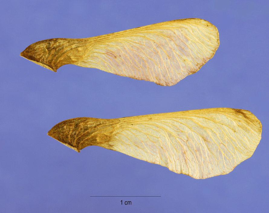 10 Amur Maple (Acer ginnala) Seeds - JC Nursery