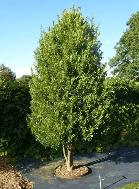 10 Bay Leaf (Laurus nobilis) Seeds - JC Nursery
