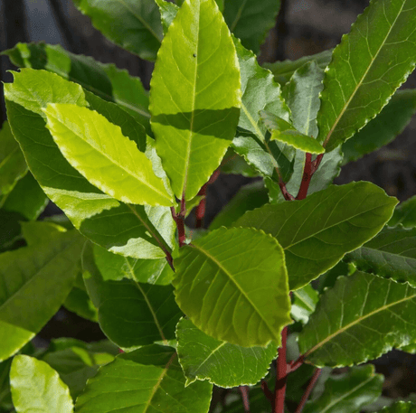 10 Bay Leaf (Laurus nobilis) Seeds - JC Nursery