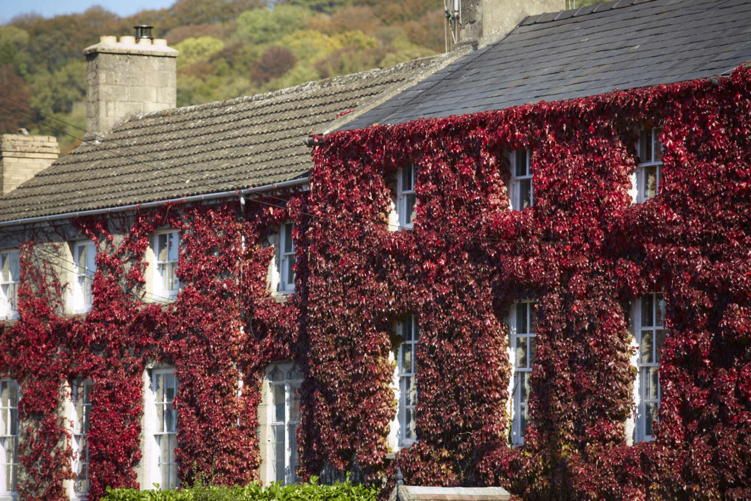 10 Boston Ivy (Parthenocissus tricuspidata) Seeds - JC Nursery