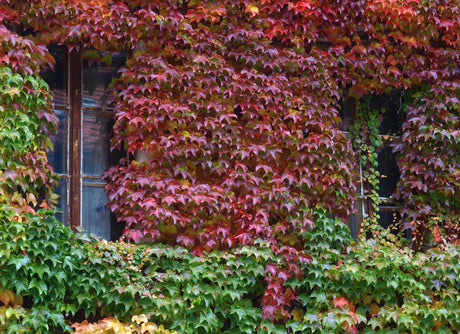 10 Boston Ivy (Parthenocissus tricuspidata) Seeds - JC Nursery