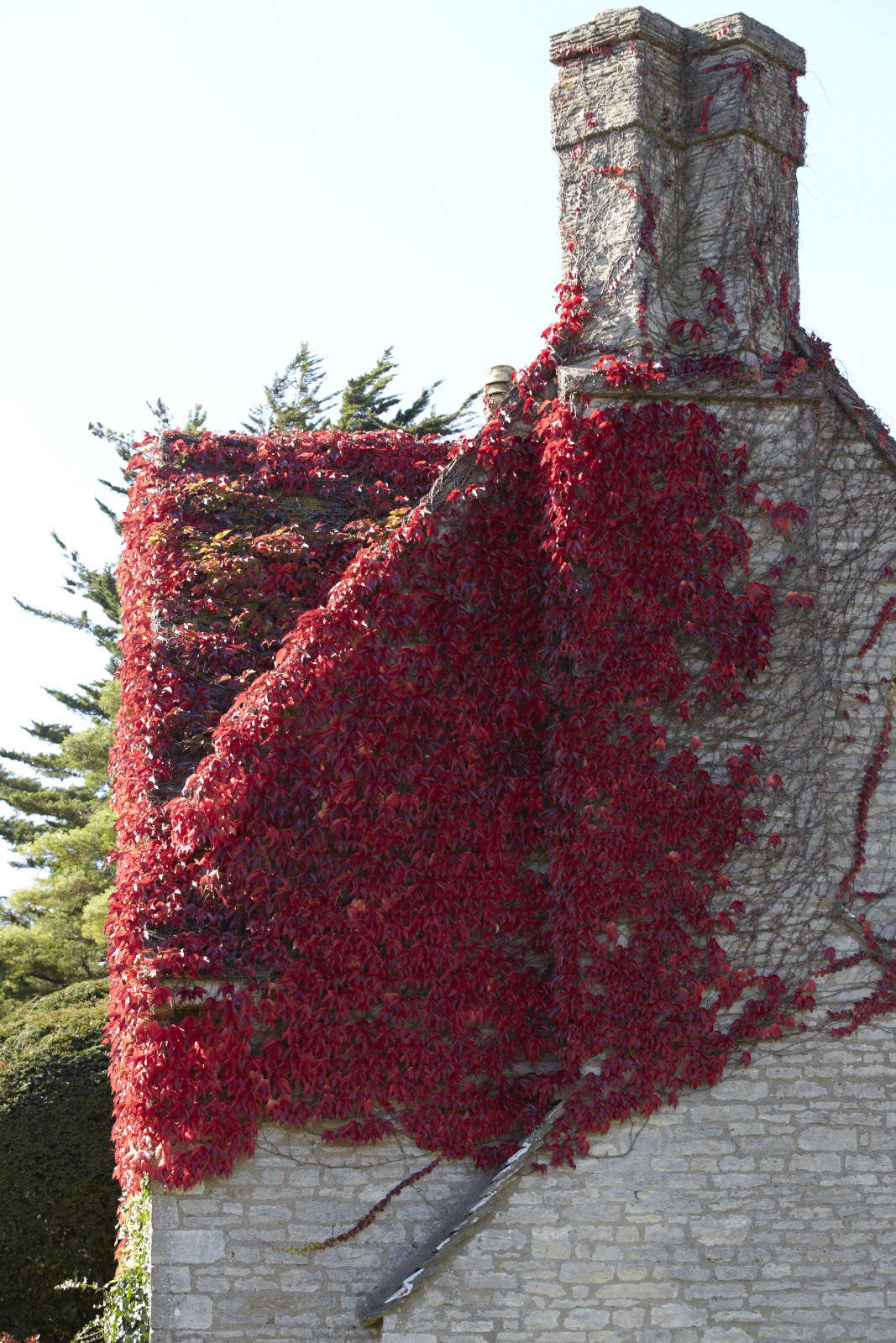 10 Boston Ivy (Parthenocissus tricuspidata) Seeds - JC Nursery