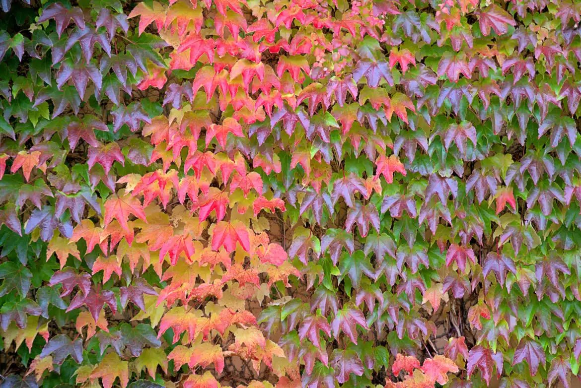 10 Boston Ivy (Parthenocissus tricuspidata) Seeds - JC Nursery