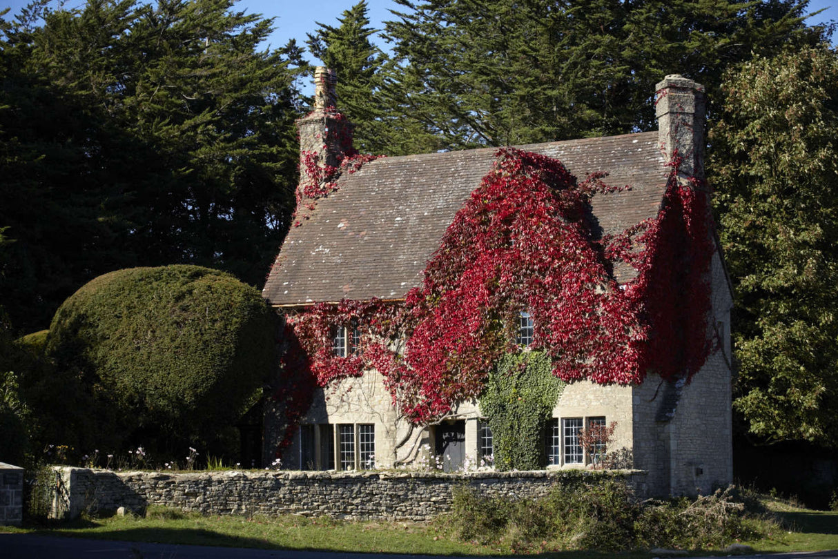 10 Boston Ivy (Parthenocissus tricuspidata) Seeds - JC Nursery