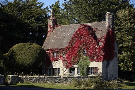 10 Boston Ivy (Parthenocissus tricuspidata) Seeds - JC Nursery