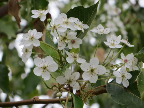 10 Callery pear (Pyrus calleryana) Tree Seeds - JC Nursery