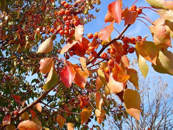 10 Callery pear (Pyrus calleryana) Tree Seeds - JC Nursery
