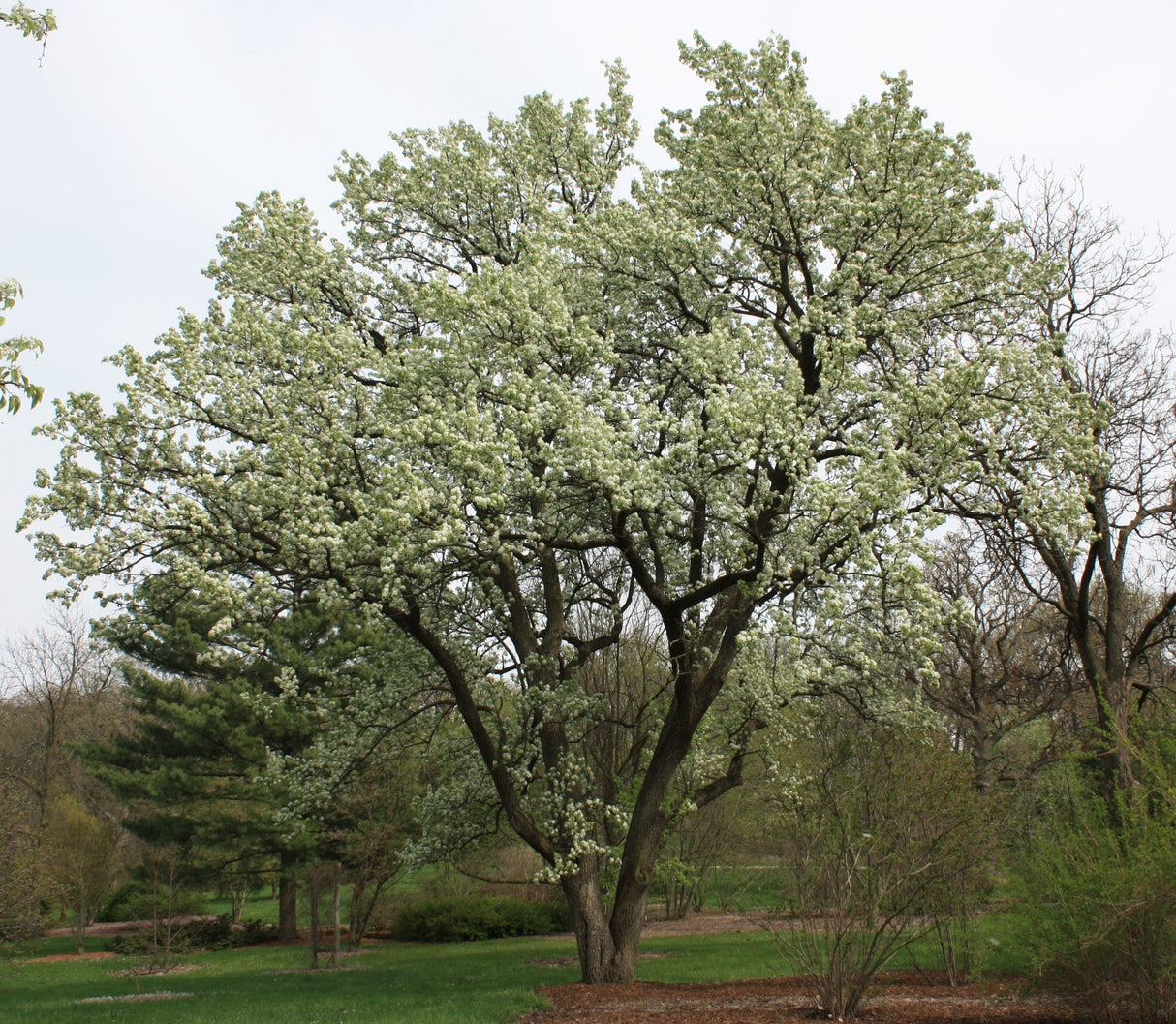 10 Callery pear (Pyrus calleryana) Tree Seeds - JC Nursery