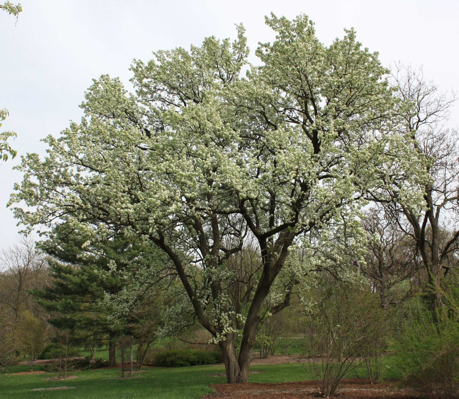10 Callery pear (Pyrus calleryana) Tree Seeds - JC Nursery