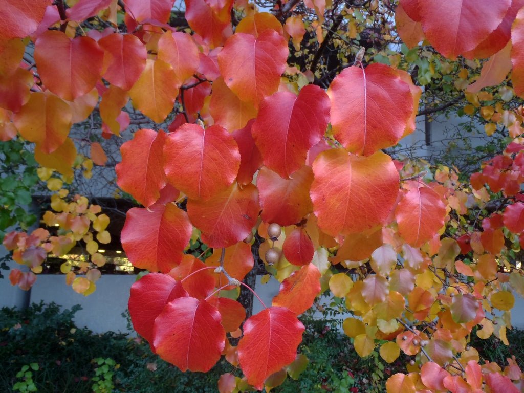10 Callery pear (Pyrus calleryana) Tree Seeds - JC Nursery