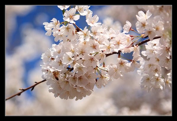 10 Callery pear (Pyrus calleryana) Tree Seeds - JC Nursery