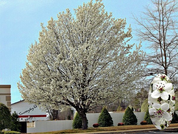 10 Callery pear (Pyrus calleryana) Tree Seeds - JC Nursery