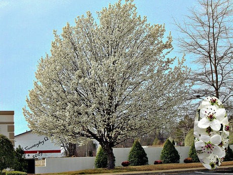 10 Callery pear (Pyrus calleryana) Tree Seeds - JC Nursery