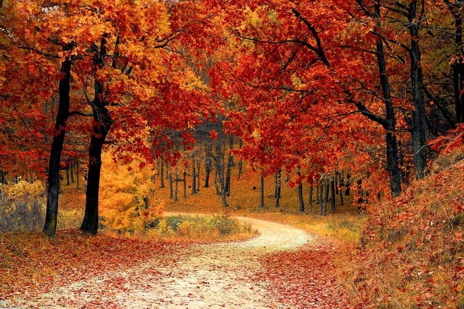 10 Canadian Sugar Maple (Acer Saccharum) Seeds - JC Nursery