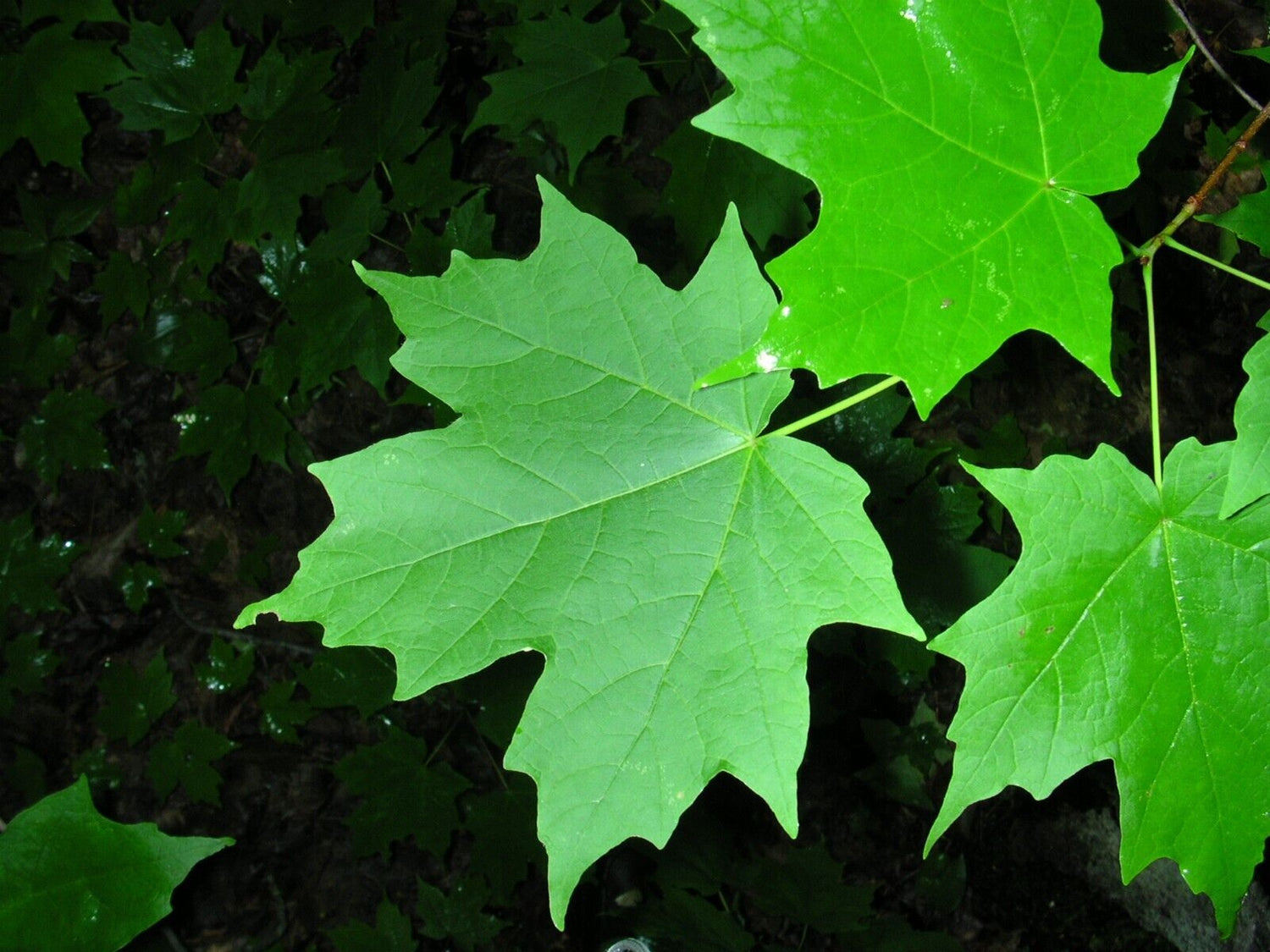 10 Canadian Sugar Maple (Acer Saccharum) Seeds - JC Nursery