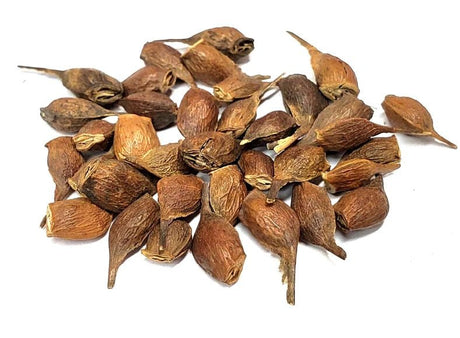 10 Canadian Sugar Maple (Acer Saccharum) Seeds - JC Nursery