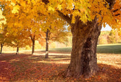 10 Canadian Sugar Maple (Acer Saccharum) Seeds - JC Nursery