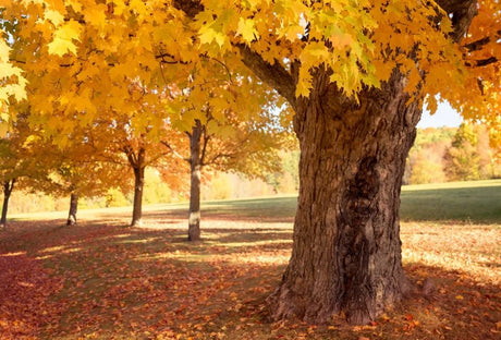 10 Canadian Sugar Maple (Acer Saccharum) Seeds - JC Nursery