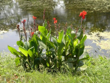 10 Canna Lilly (canna indica) Seeds - JC Nursery