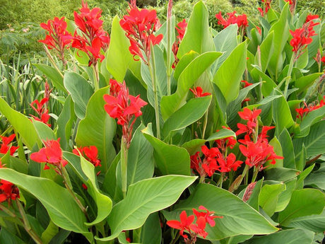 10 Canna Lilly (canna indica) Seeds - JC Nursery