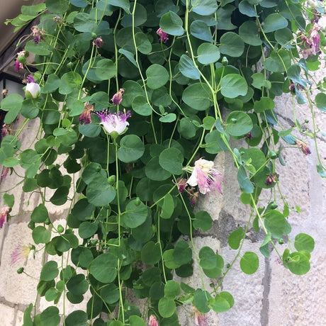 10 Caper Bush (capparis spinosa) Seeds - JC Nursery