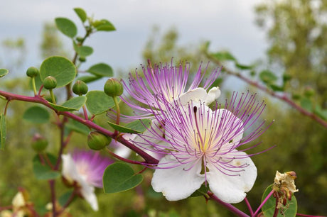10 Caper Bush (capparis spinosa) Seeds - JC Nursery