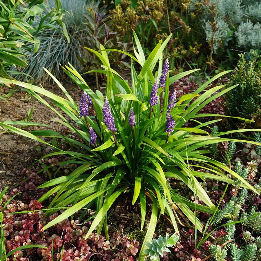 10 Evergreen Giant (liriope evergreen giant) Seeds - JC Nursery