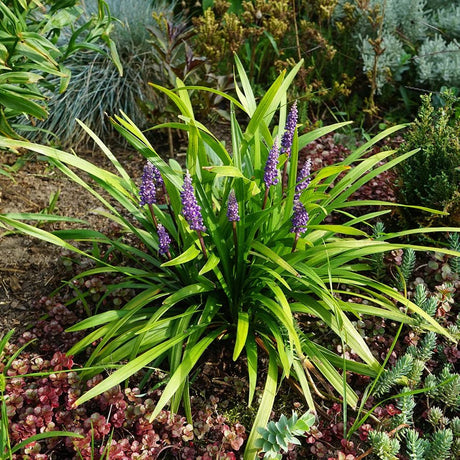 10 Evergreen Giant (liriope evergreen giant) Seeds - JC Nursery