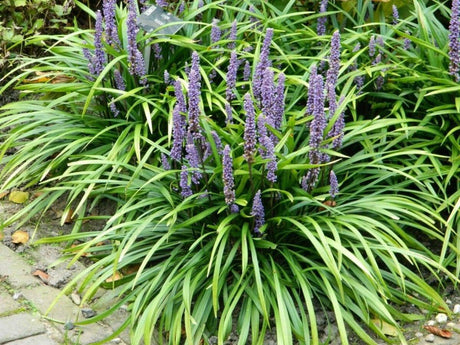 10 Evergreen Giant (liriope evergreen giant) Seeds - JC Nursery