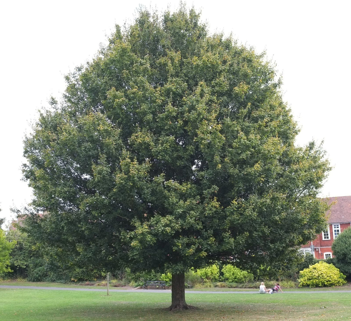 10 Field Maple (Acer campestre) Seeds - JC Nursery