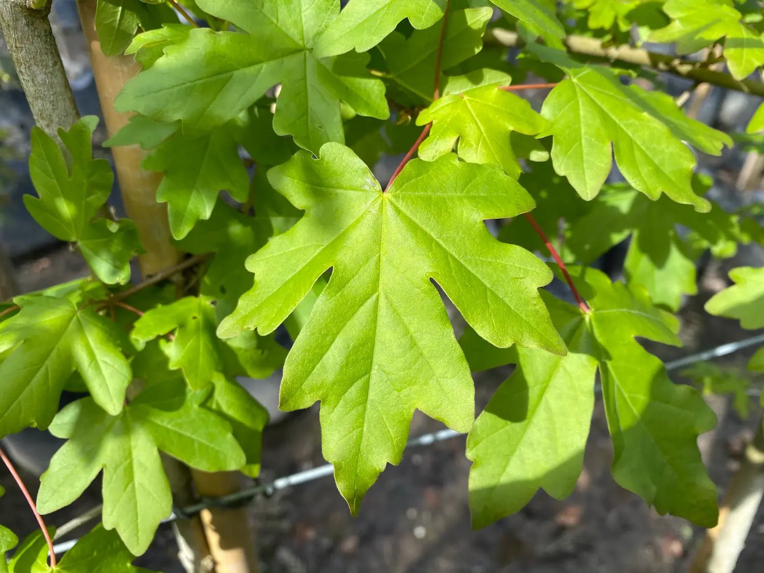10 Field Maple (Acer campestre) Seeds - JC Nursery