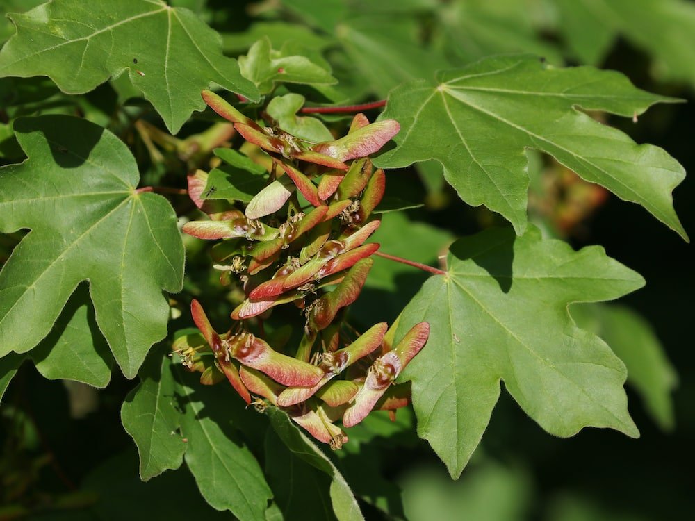 10 Field Maple (Acer campestre) Seeds - JC Nursery
