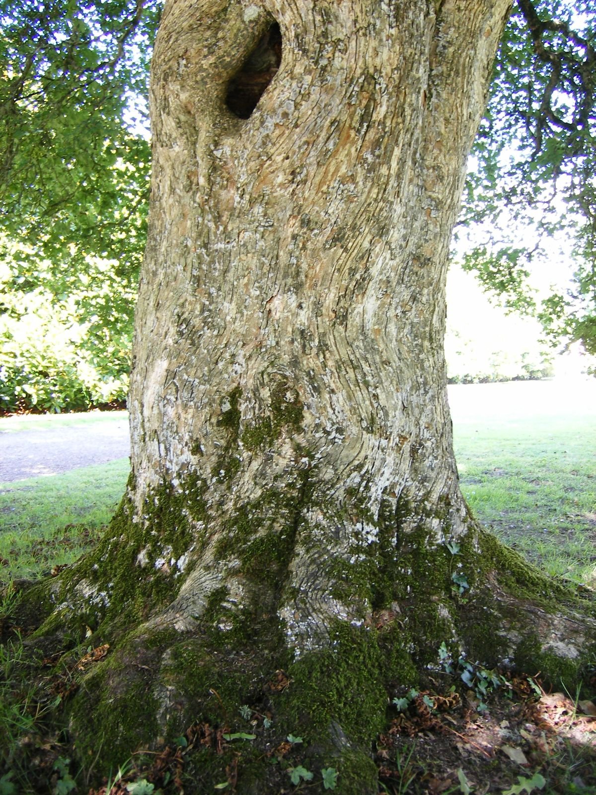 10 Field Maple (Acer campestre) Seeds - JC Nursery