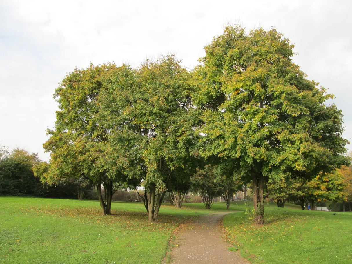 10 Field Maple (Acer campestre) Seeds - JC Nursery