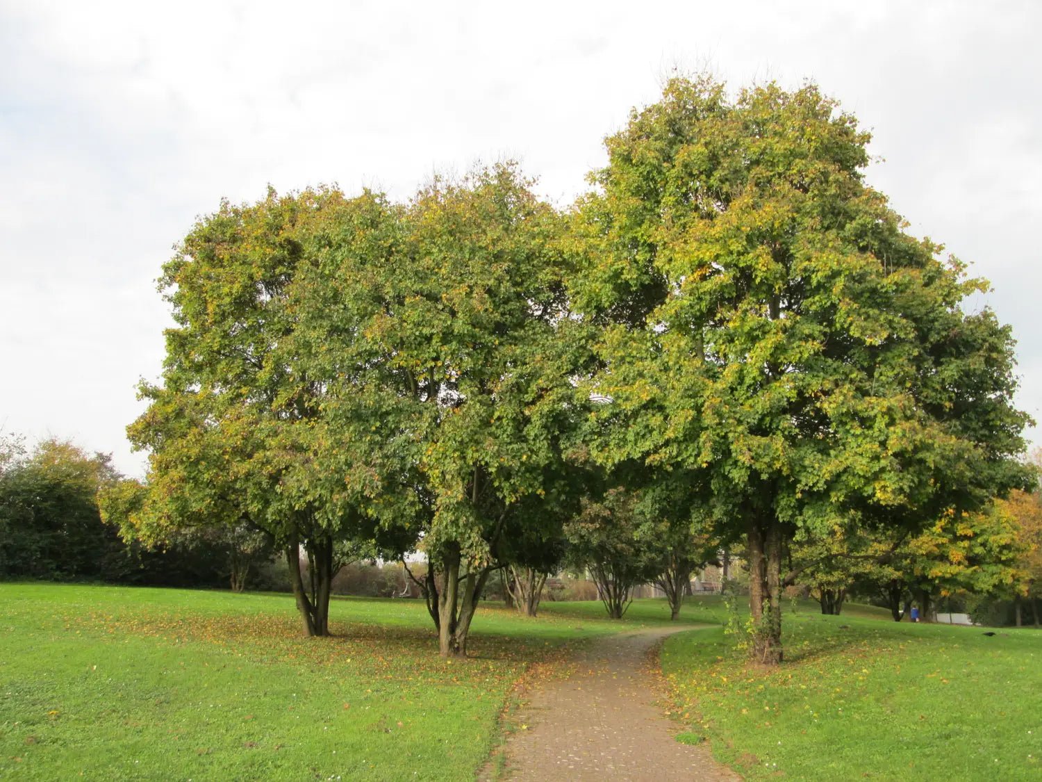 10 Field Maple (Acer campestre) Seeds - JC Nursery