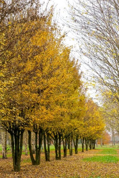 10 Field Maple (Acer campestre) Seeds - JC Nursery